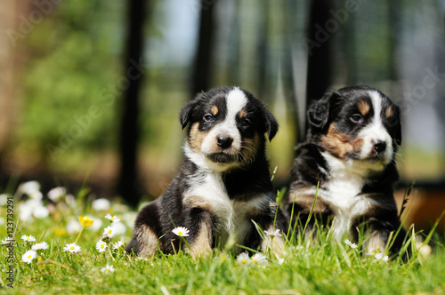 two small dogs sitting on meadow