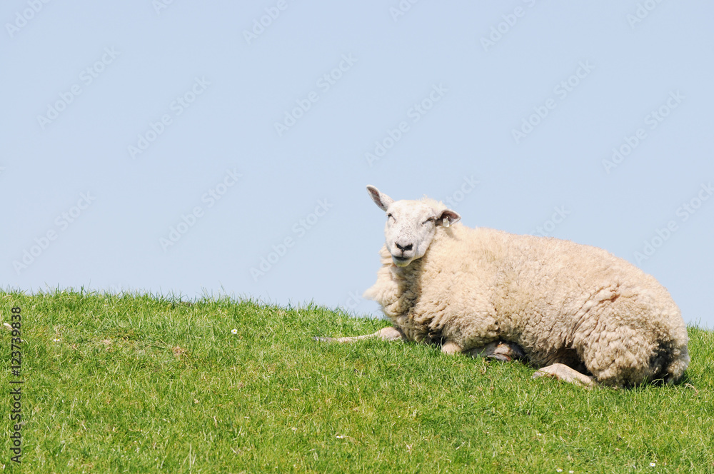 white sheep lying on Meadow and looking white sheep lying on Meadow and looking