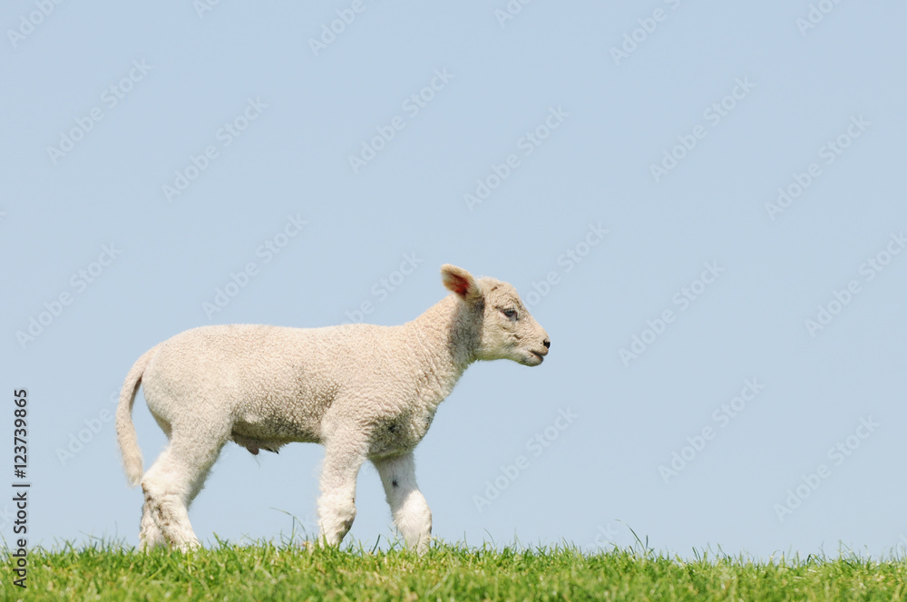 Obraz premium white lamb standing on Meadow and looking