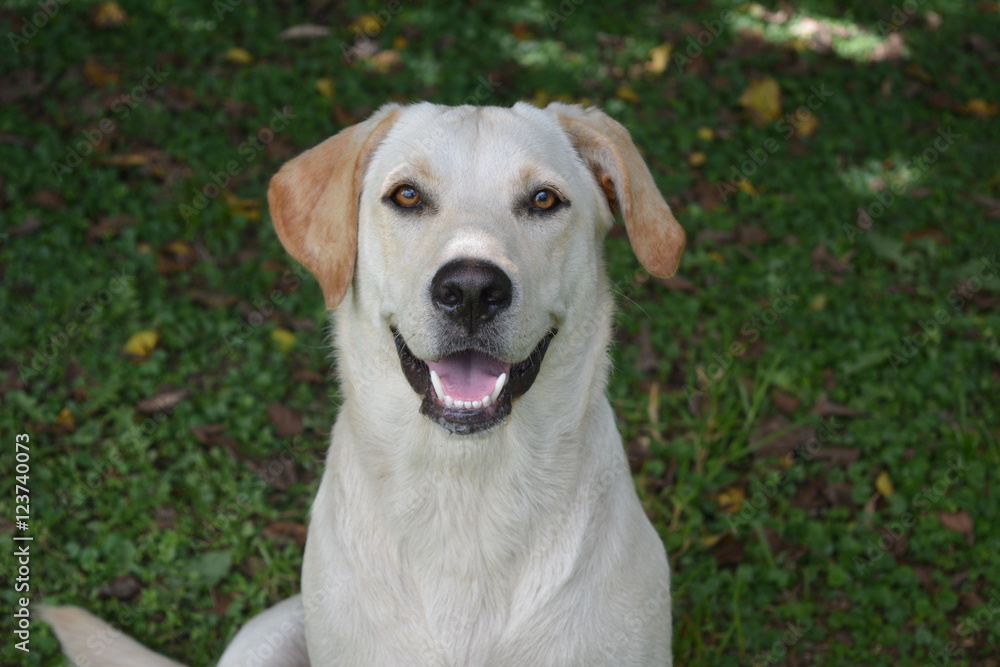 Perro Perro
