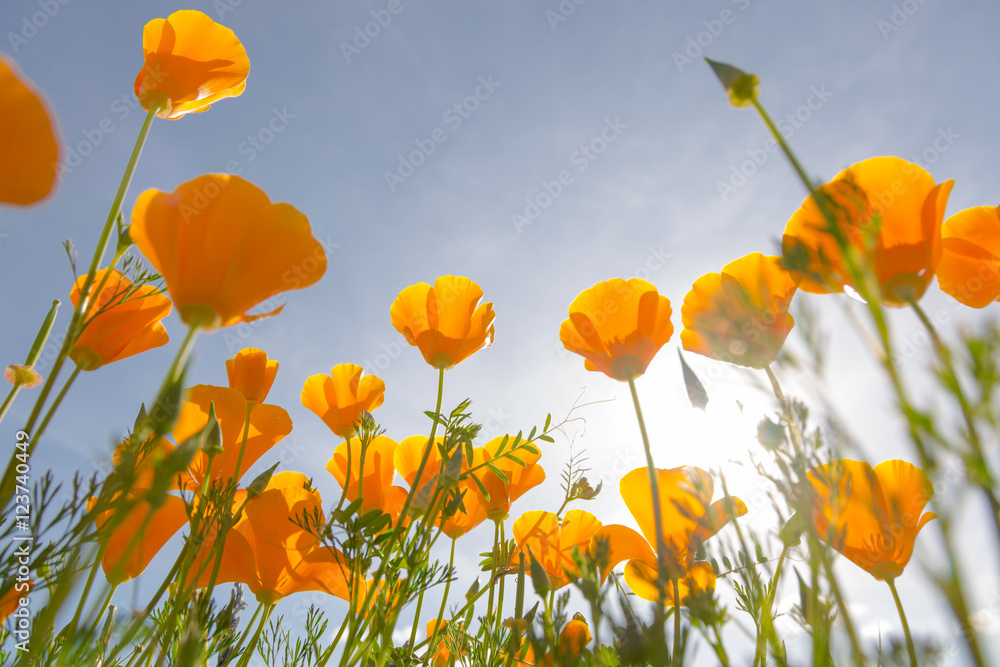 Obraz premium California poppies