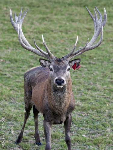 Red Deer Stag 001 © Anthony