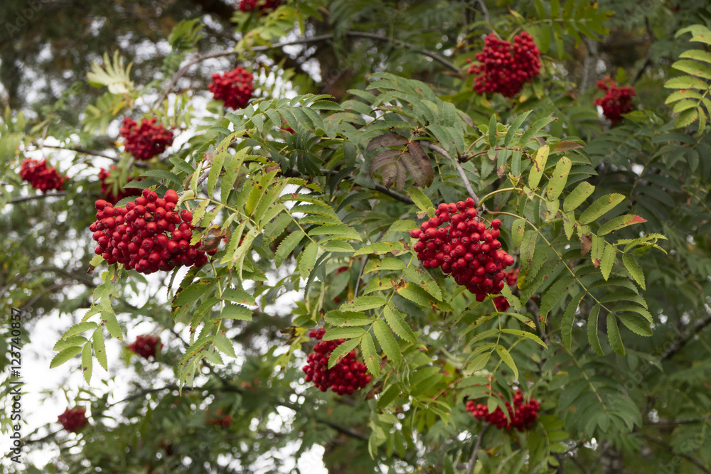 European Rowan with red fruit European Rowan with red fruit