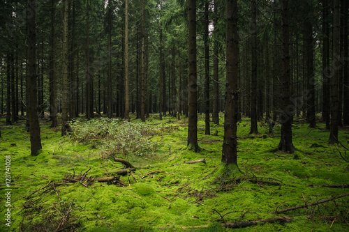 Die Natürlichkeit des Waldes