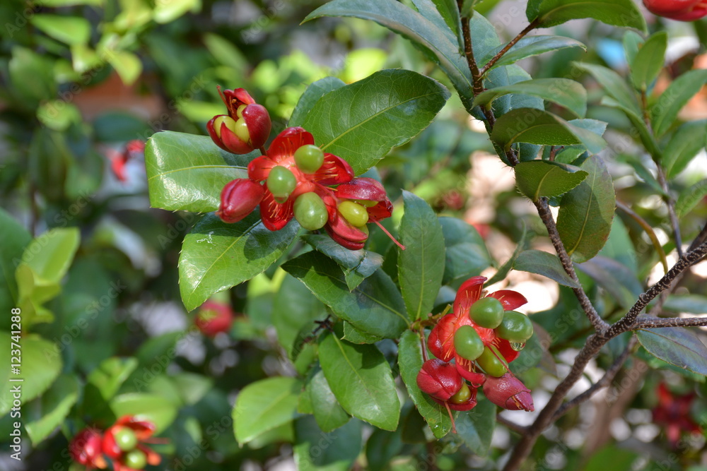 Mickey Mouse Plant
Mickey Mouse Plant