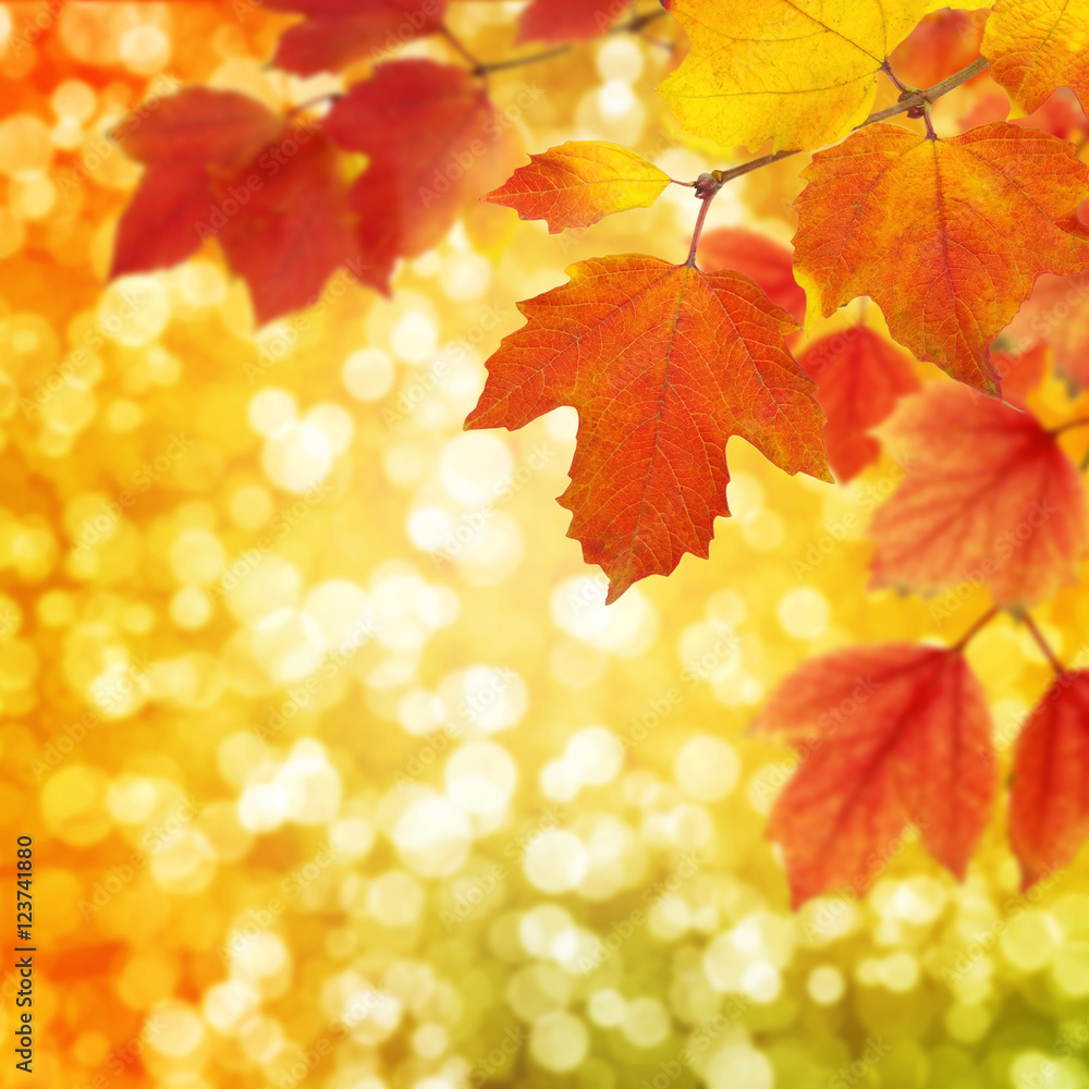 branch with autumn leaves branch with autumn leaves