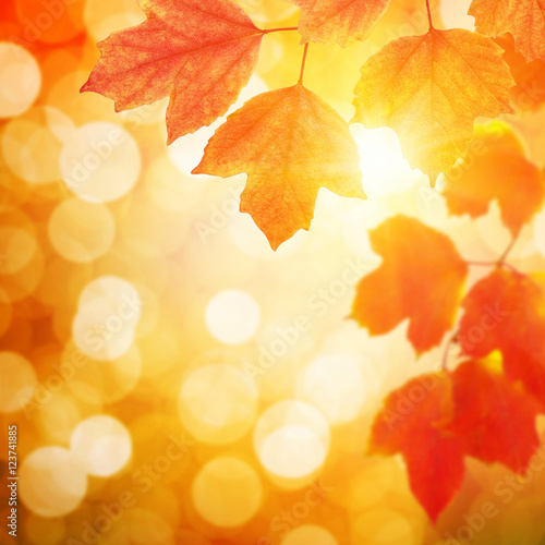  autumn leaves on sun