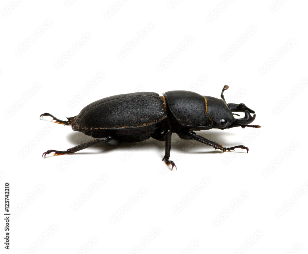 black beetle on white black beetle on white