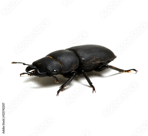 black beetle on white