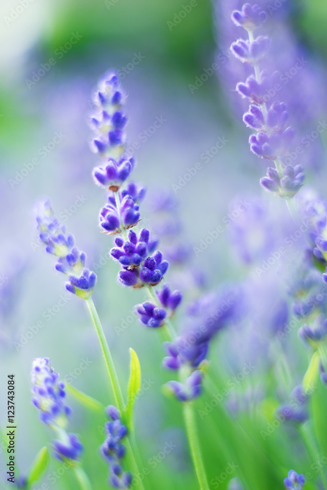 Fototapeta premium Lavendel