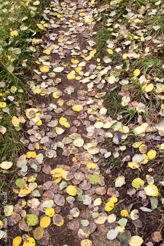 Single track trail covered with yellow aspen leaves in Colorado
