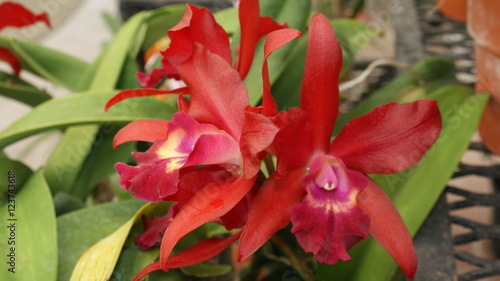 Red Cattleya Orchid triple cluster