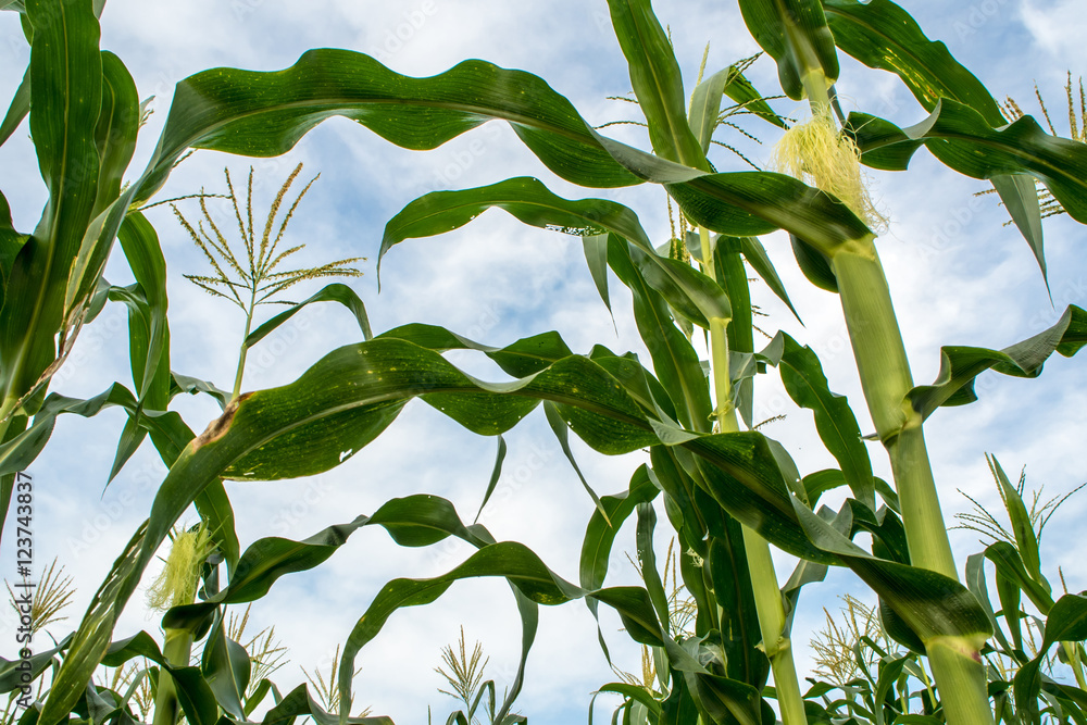 Fototapeta premium Baby corn in Corn farm at the countryside