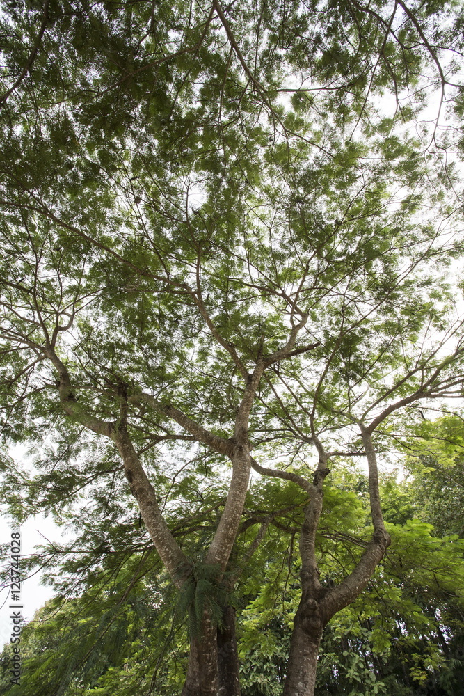 Fototapeta premium Tree and Leaf