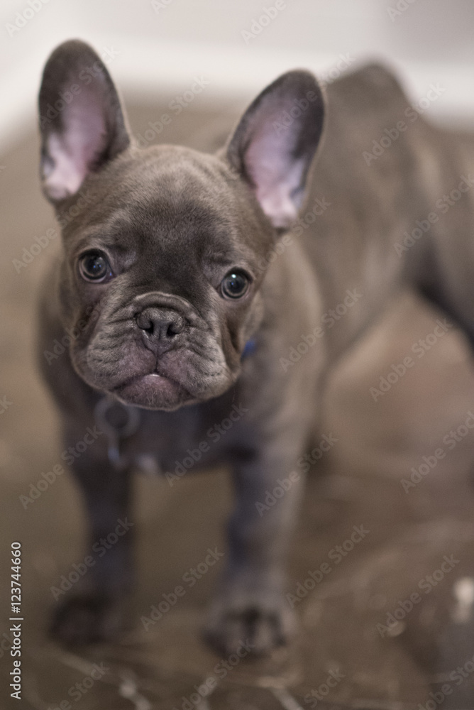 French Bulldog puppy 4
