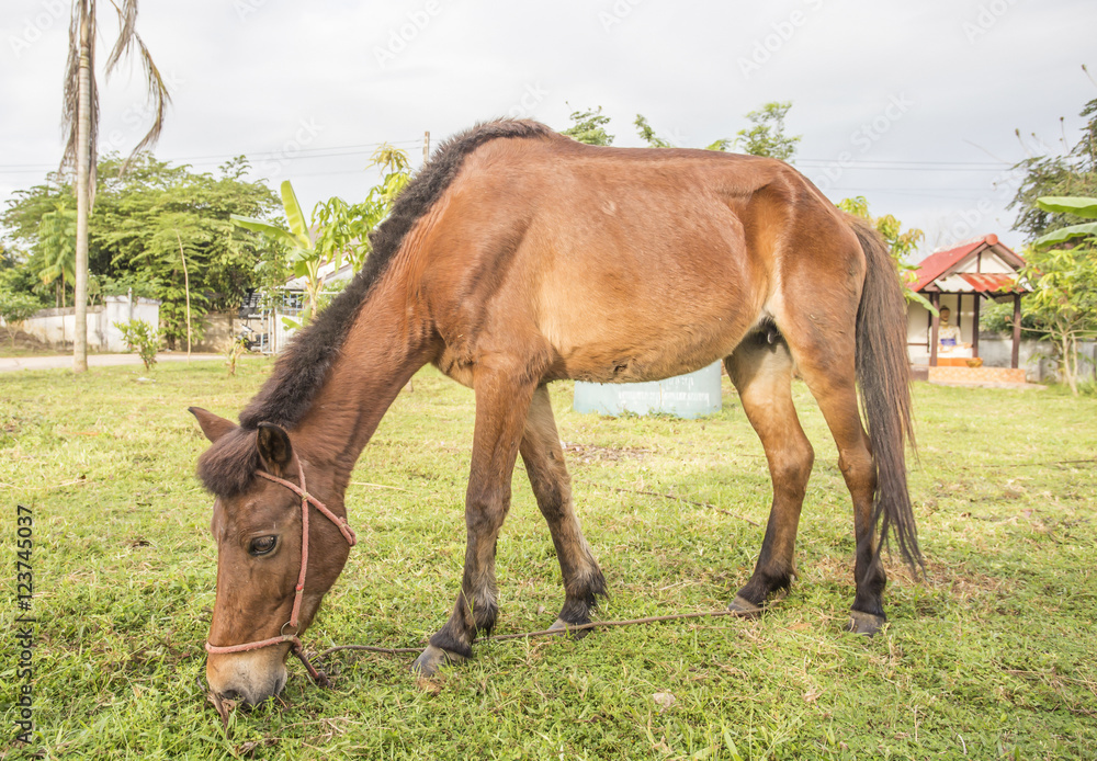 This is a horse rearing on pasture. This is a horse rearing on pasture.