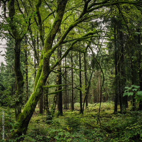 Moos bedeckte alte Bäume im Wald