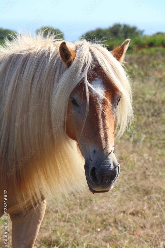 Obraz premium Poney Haflinger au pré
