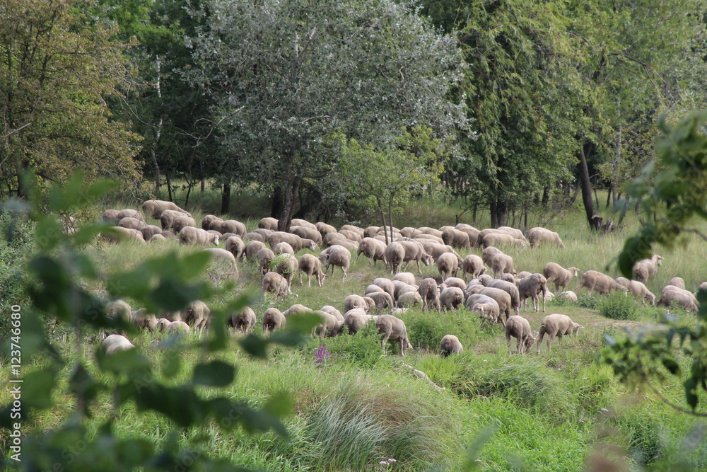 Obraz premium Stado Owiec
