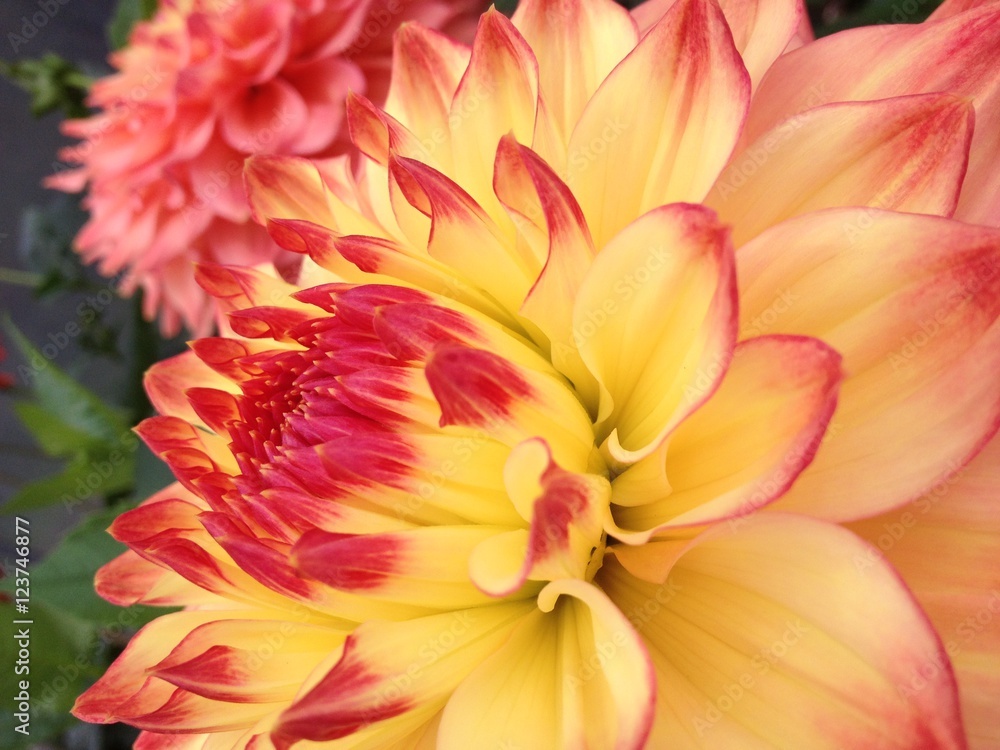 Dahlia flower Dahlia flower