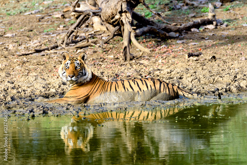 Fototapeta Naklejka Na Ścianę i Meble -  Large male tiger bathing in a muddy lake