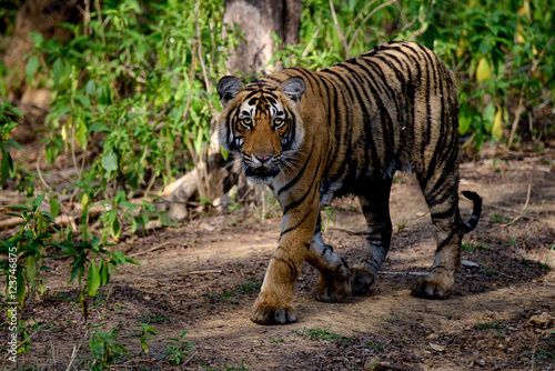 Tiger walking in the woods