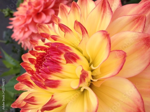 Dahlia flower