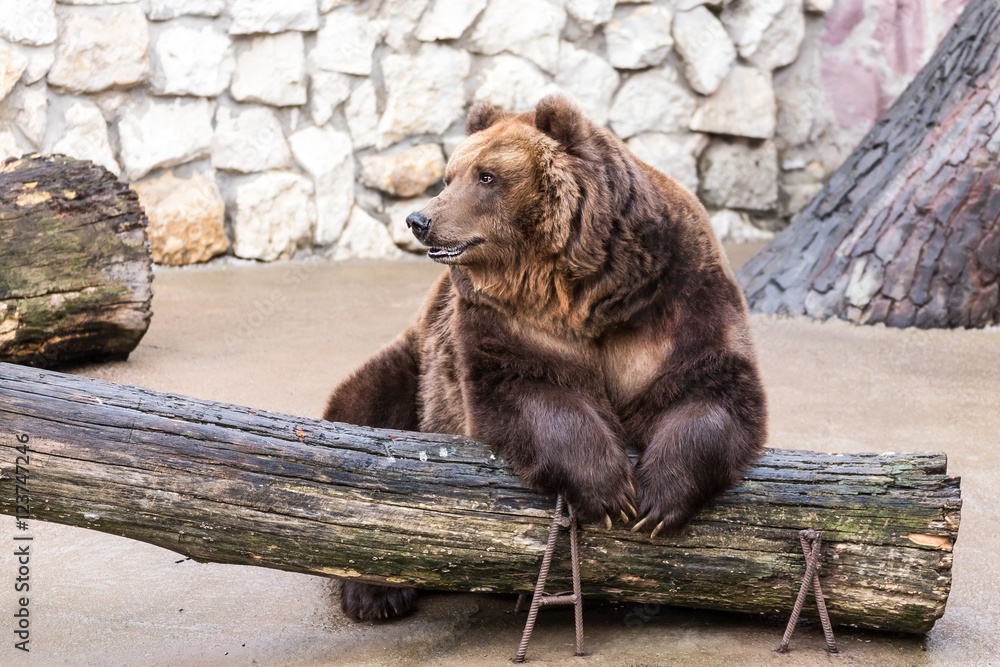 Fototapeta premium bear