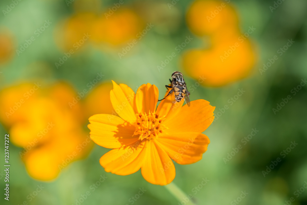 El insecto comió y se va.