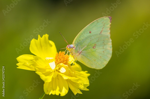 butterfly on yellow daisy in nature