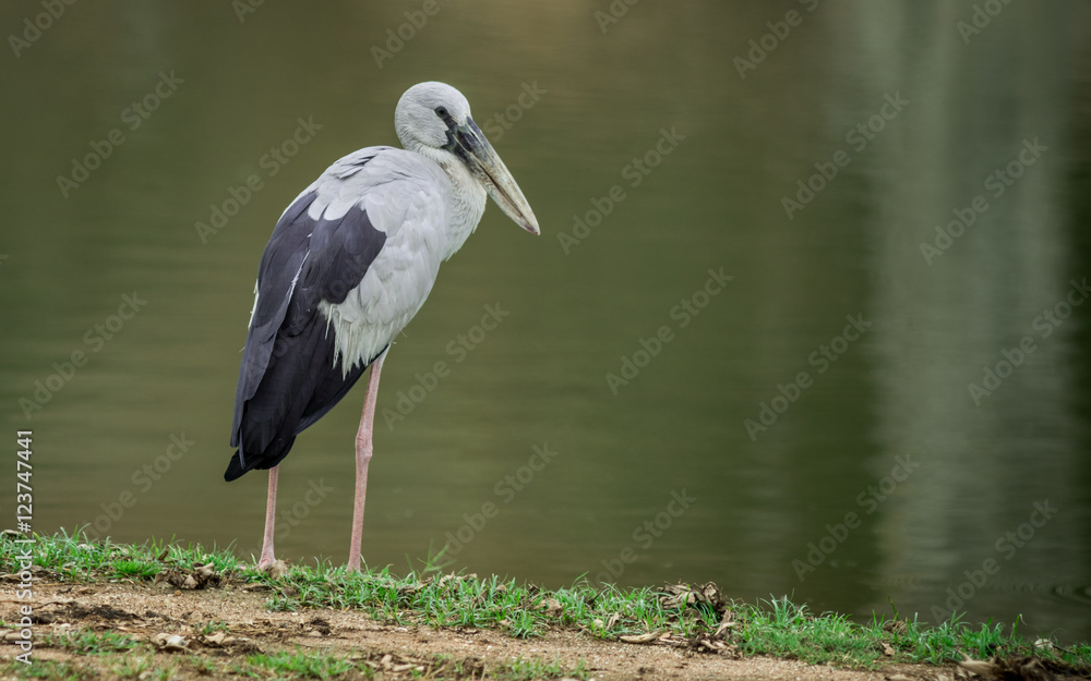 Fototapeta premium Asian Openbill.