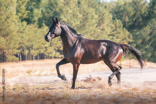 Black horse run on a forest background on the sand