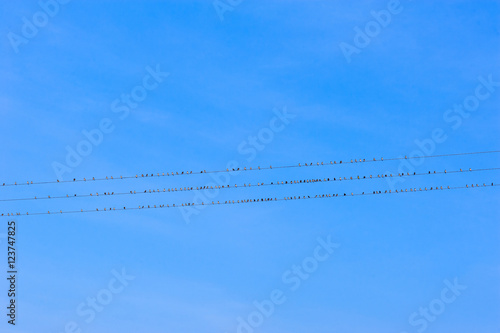 Birds on electricity wires