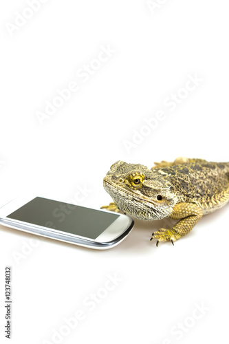 Agama lizard is lying on the white background with empty display of the lying smart phone. All potential trademarks are removed. Vertically. 
