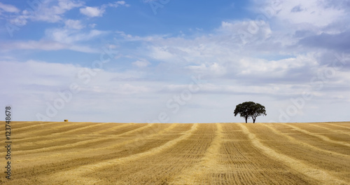 Wheat field