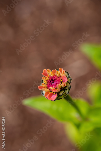 Zinnia
