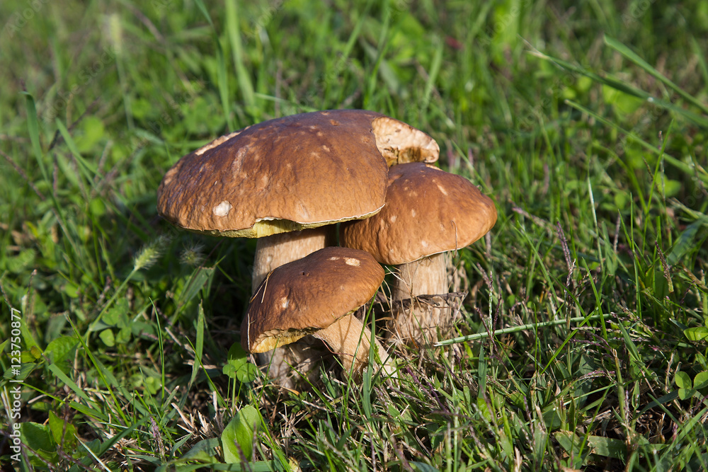 Boletus mushrooms on green grass in forest Boletus mushrooms on green grass in forest