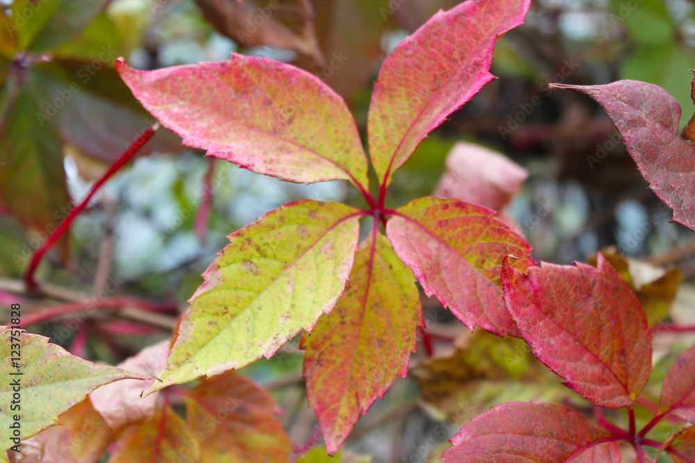 Obraz premium Red and green wild grape leaves