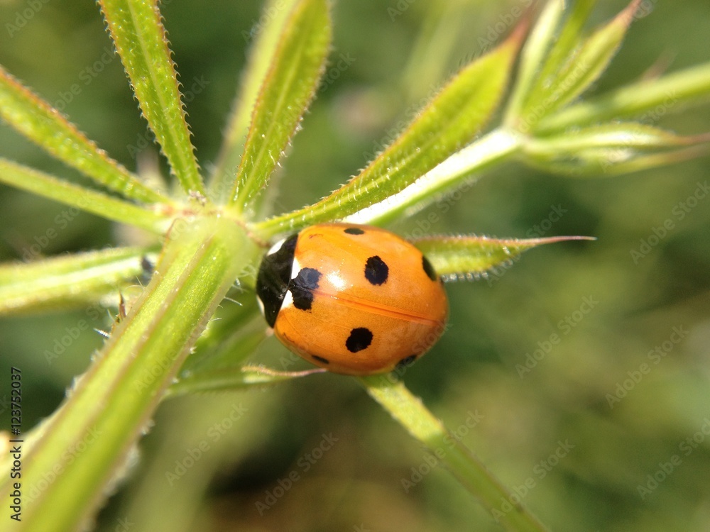 Ladybird on a plant Ladybird on a plant