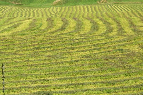 rows of freshly cut grass