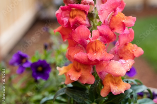 Snapdragon