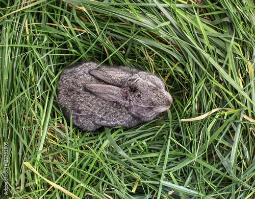 gray bunny in the grass