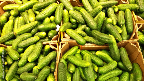 Appetizing fruit fresh green cucumber on the counter in the store