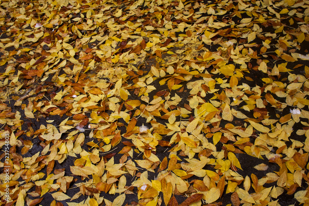 autumn autumn