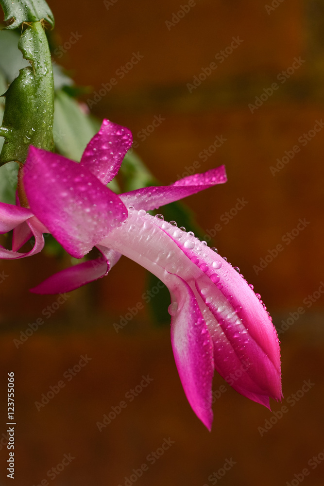 Closeup on a May Flower  (Schlumbergera truncata) covered with water drops, against red background, lateral view and selective focus