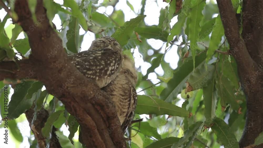 Small owl sleeping on the branches. Small owl sleeping on the branches.