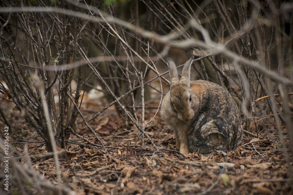 Fototapeta premium Rabbit sitting under branches of bush