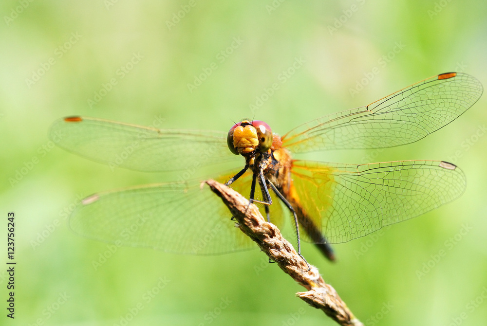 Portrait of a dragonfly on a green background. Portrait of a dragonfly on a green background.