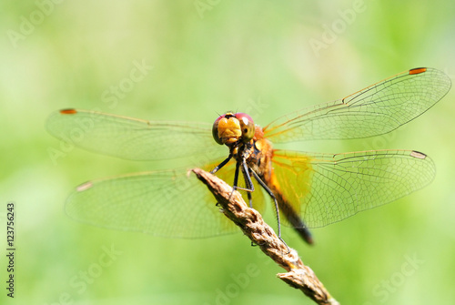 Portrait of a dragonfly on a green background. © larison