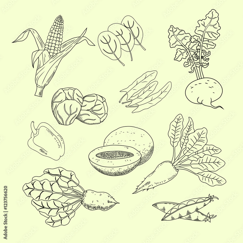 Collection of hand-drawn garden and field vegetables and  fruits. Herbs for soup, salad and other dishes.  Vegetarian menu set. Linear style. Isolated on white background. Vector.